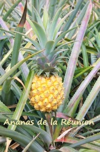 AnanasReunion